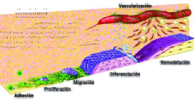 El coágulo como biomaterial en regeneración ósea