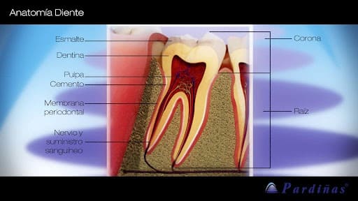 Anatomía y estructura del diente