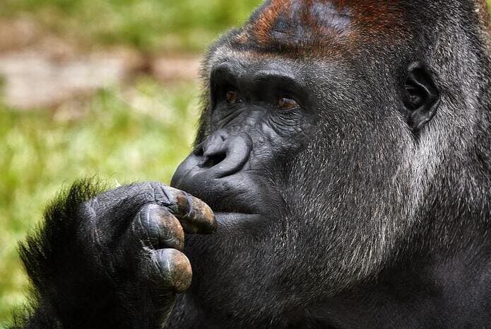 El estudio de las caries sirve para conocer mejor a los primates vivos y los humanos desaparecidos