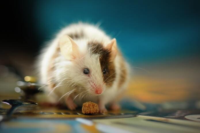 La eliminación del precursor de la fibrina previene la enfermedad de las encías en ratones