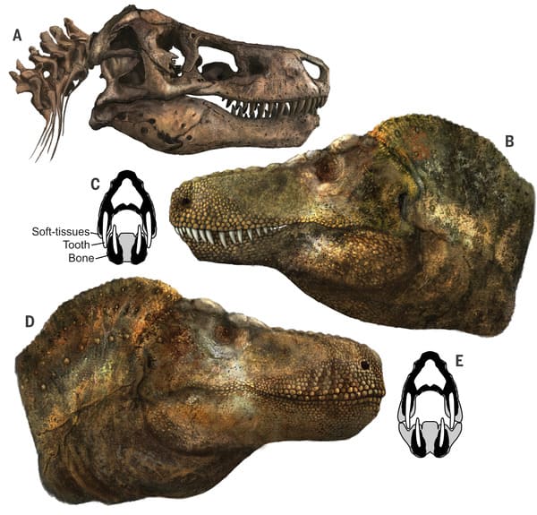 Cráneo, basado en el espécimen FMNH PR 2081 del Field Museum of Natural History. ) Dos reconstrucciones hipotéticas, una con los dientes expuestos (B) y un corte transversal asociado del hocico (C) y otra con tejidos extraorales cubriendo los dientes (D) y un corte transversal asociado del hocico (E).